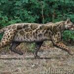 Recreación de Leptofelis vallesiensis, un felino esbelto que vivió en la península ibérica hace alrededor de 9,5 millones de años. / Mauricio Antón