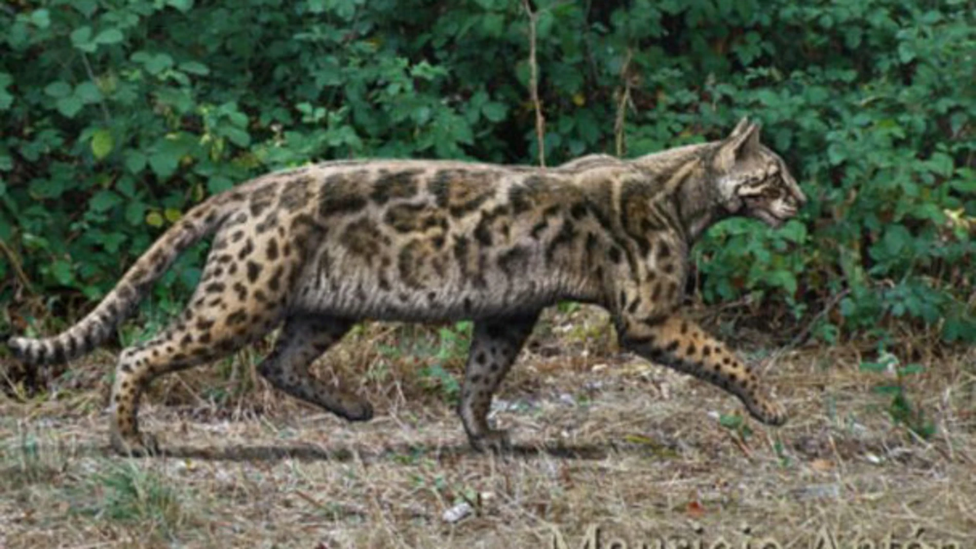 Recreación de Leptofelis vallesiensis, un felino esbelto que vivió en la península ibérica hace alrededor de 9,5 millones de años. / Mauricio Antón