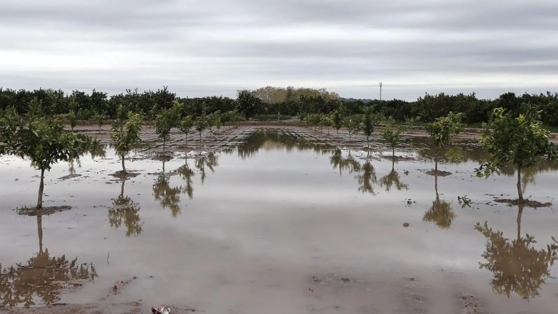 Un campo anegado en la población valenciana de Benifaraig
