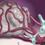 Primer biológico contra el tumor de cérvix