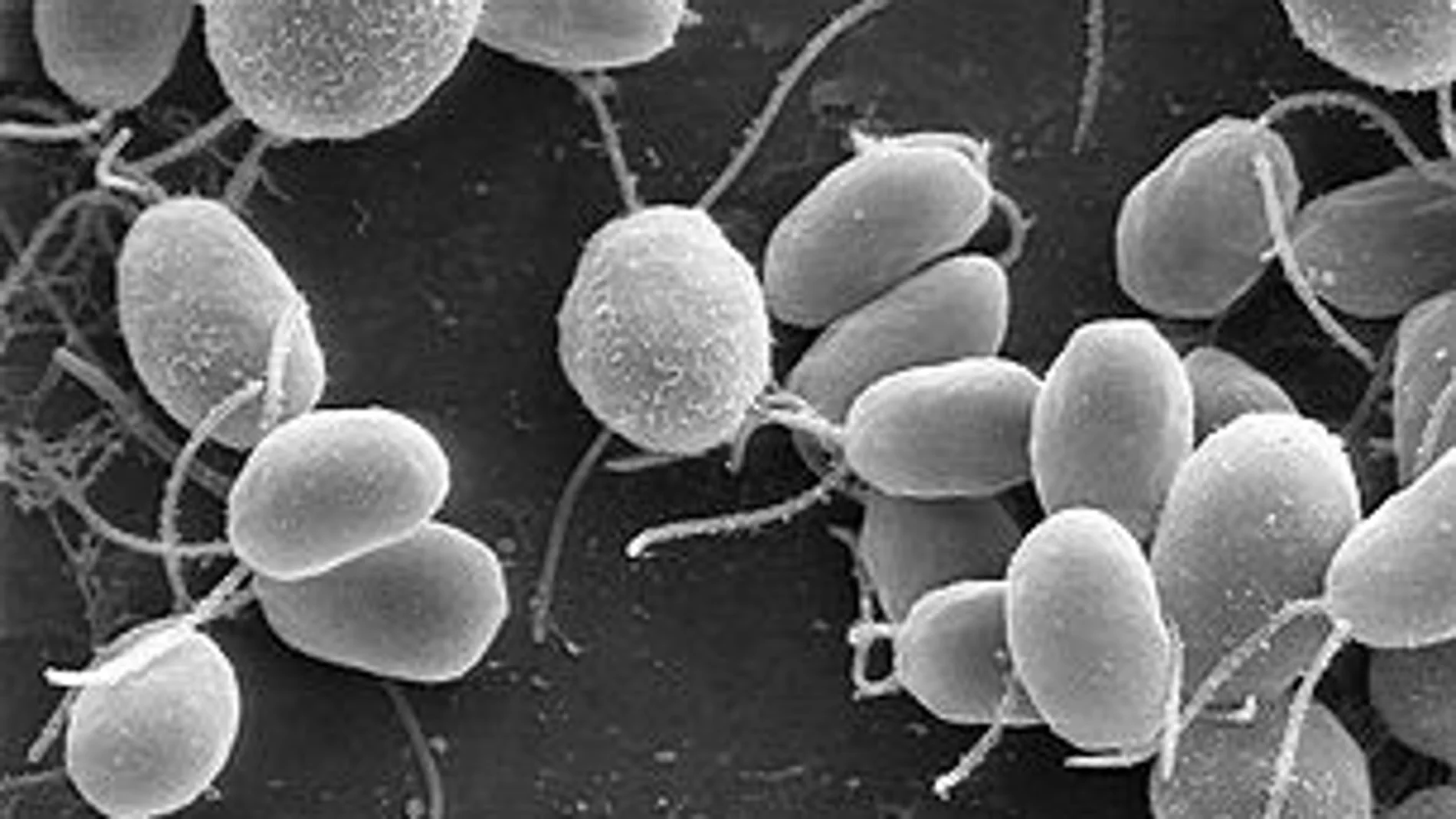 Chlamydomonas reinhardtii