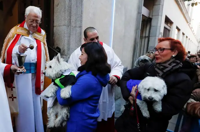 Las mascotas agradecen los «milagros» de San Antón