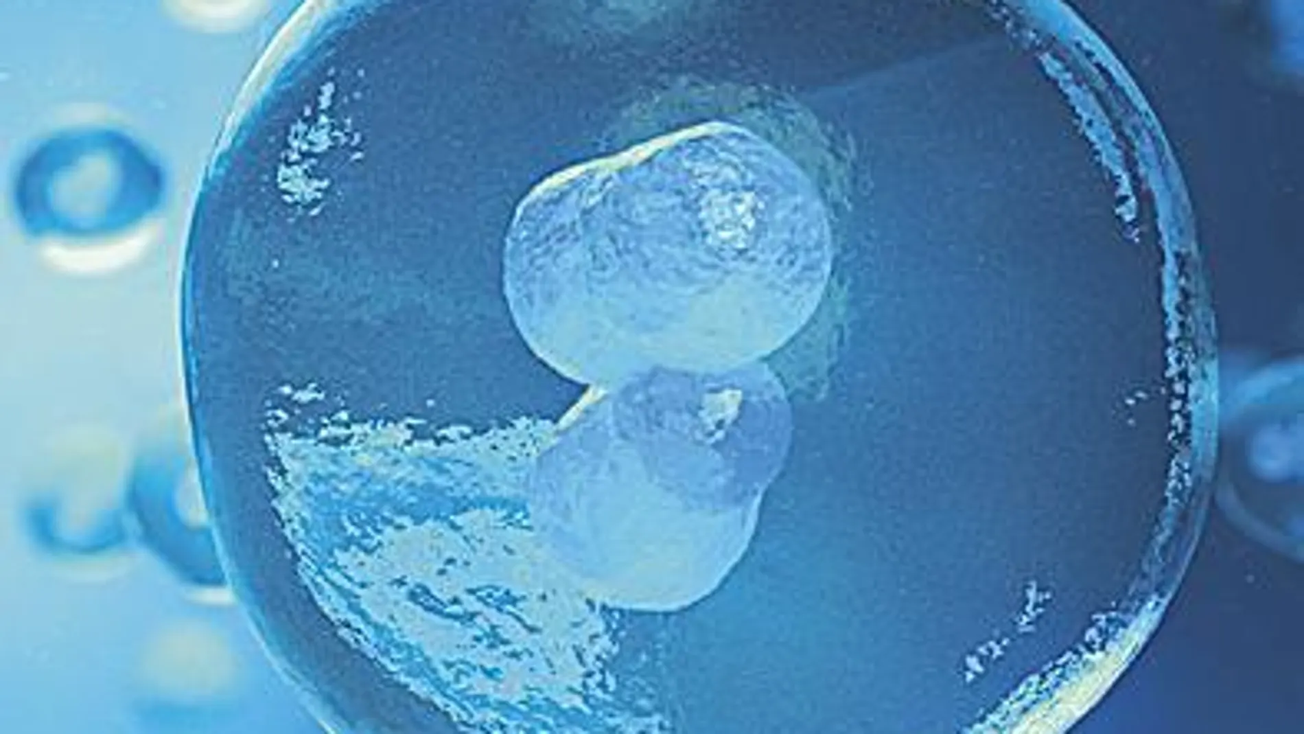 Las primeras fases del desarrollo embrionario son un misterio para la ciencia