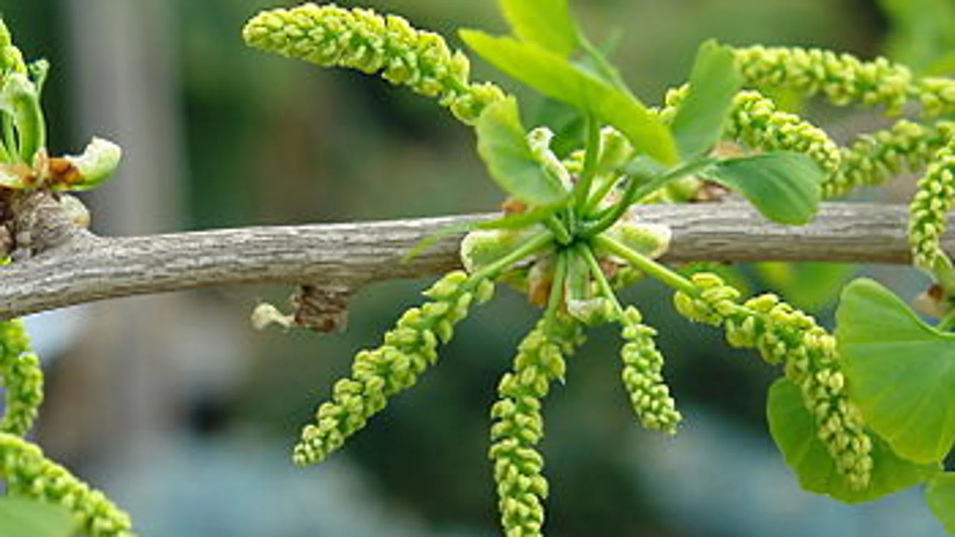 La hoja del estimulantes ginkgo biloba, uno de los ingredientes de esta bebida