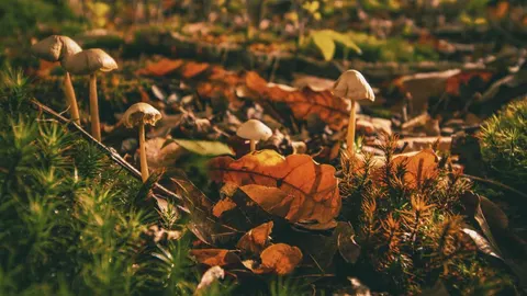 El otoño es la época por excelencia de las setas
