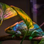 Solo algunas de las 161 especies de camaleones de todo el mundo pueden cambiar de color. / Egor Kamelev / SINC