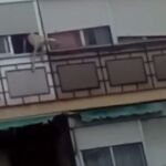 El último caso de un perro a punto de saltar por un balcón