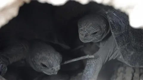Fotografía cedida por el Parque Nacional Galápagos y fechada el 31 de julio de 2016, muestra dos tortugas de corta edad, en la Isla Pinzón (Ecuador)