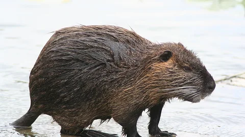 Un ejemplar de Coipú