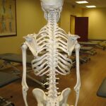 La dureza de los huesos ha sido objeto de numerosos estudios