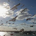 La migración de aves por el Estrecho bate récords con 466.000 ejemplares