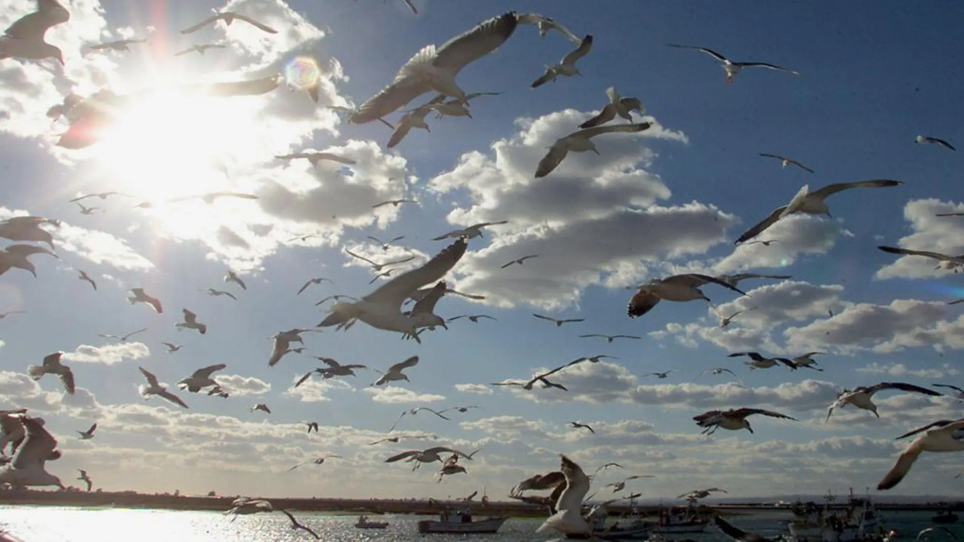 La migración de aves por el Estrecho bate récords con 466.000 ejemplares