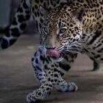 Un primer plano de un jaguar