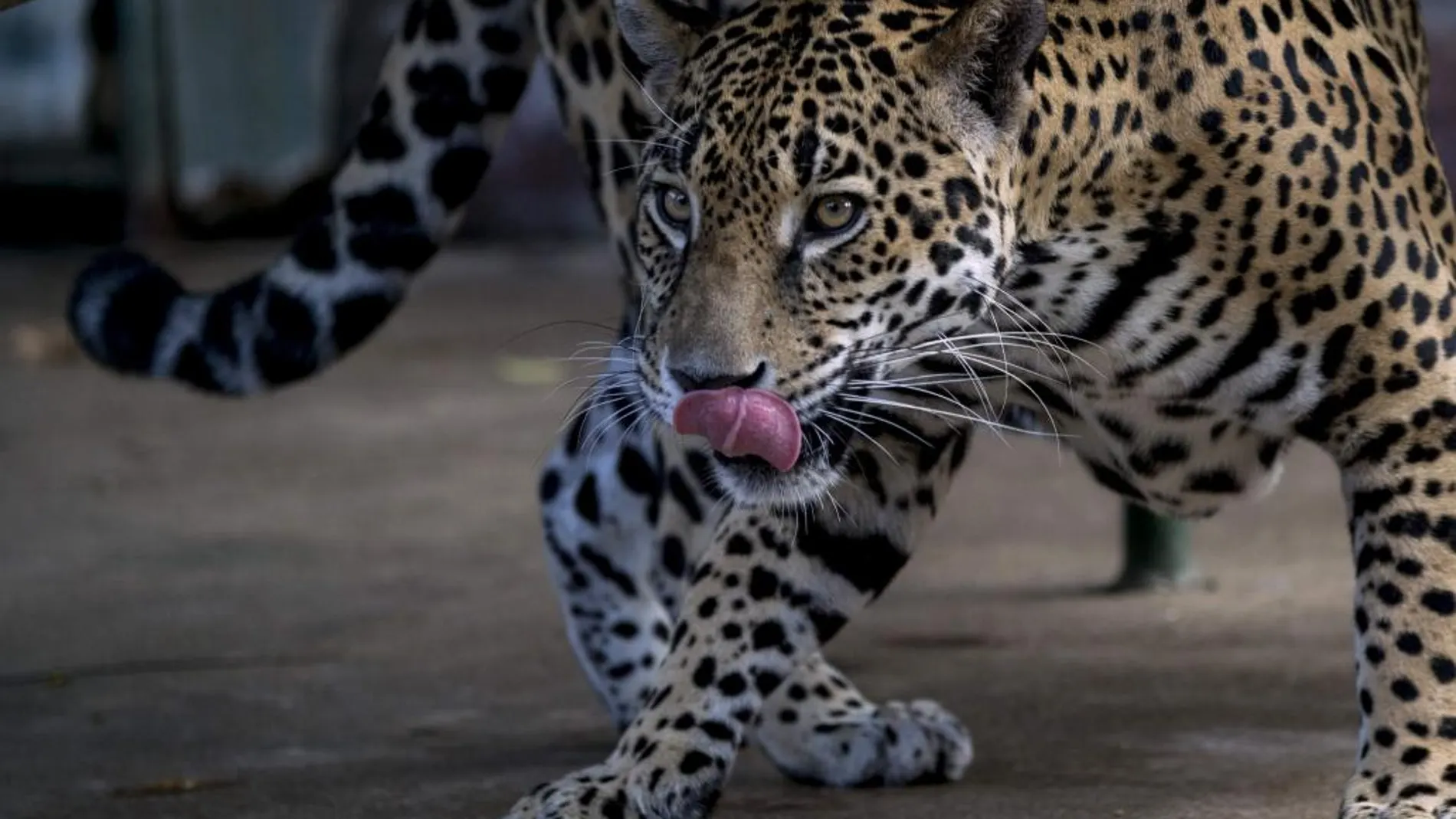 Un primer plano de un jaguar