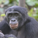 Fizi, un bonobo macho adulto en Lola ya Bonobo, República Democrática del Congo / Christopher Krupenye, Universidad de Duke.
