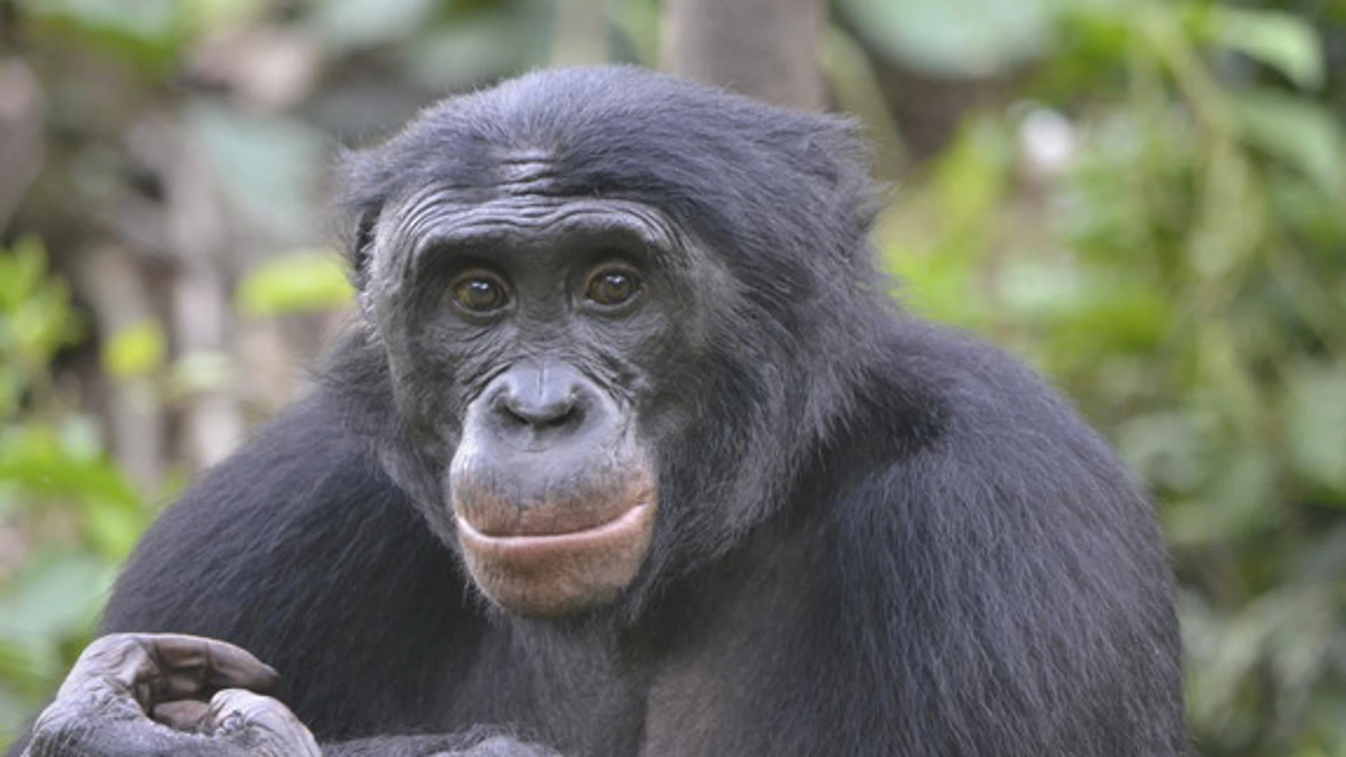 Fizi, un bonobo macho adulto en Lola ya Bonobo, República Democrática del Congo / Christopher Krupenye, Universidad de Duke.
