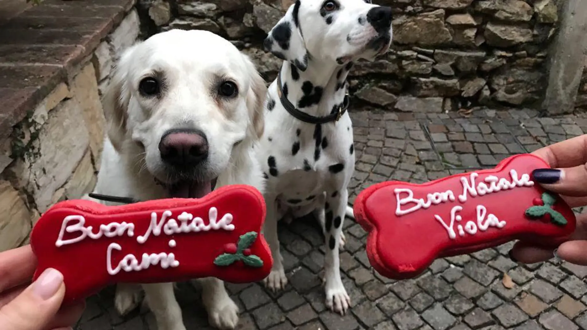 «Canettone» y «Candoro»: los dulces navideños para perros