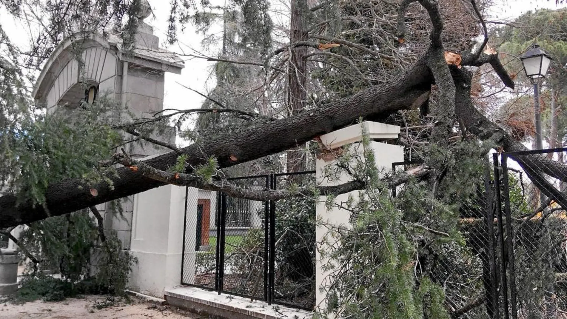 Sólo en El Retiro el 25% de los ejemplares están en mal estado
