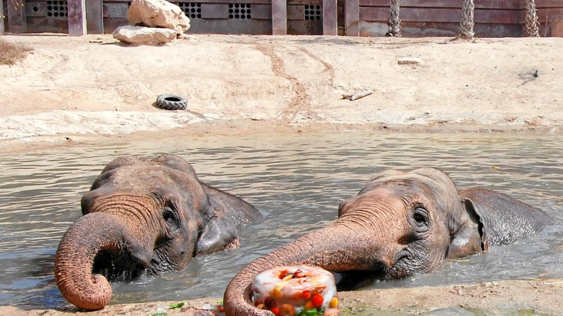 Elefantes tomando frutas heladas en Terra Natura
