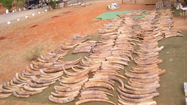 Colmillos requisados para su venta en Kenia en 2014