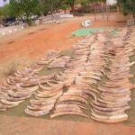 Colmillos requisados para su venta en Kenia en 2014
