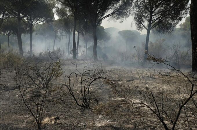 El fuego que arrancó en el término municipal de Moguer arrasó casi 8.500 hectáreas