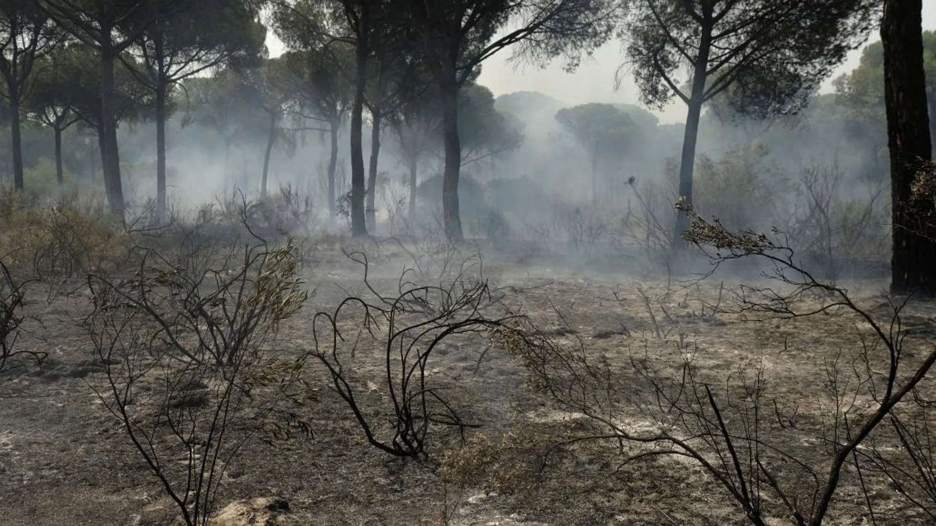 El fuego que arrancó en el término municipal de Moguer arrasó casi 8.500 hectáreas