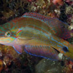 Un ejemplar de Symphodus ocellatus