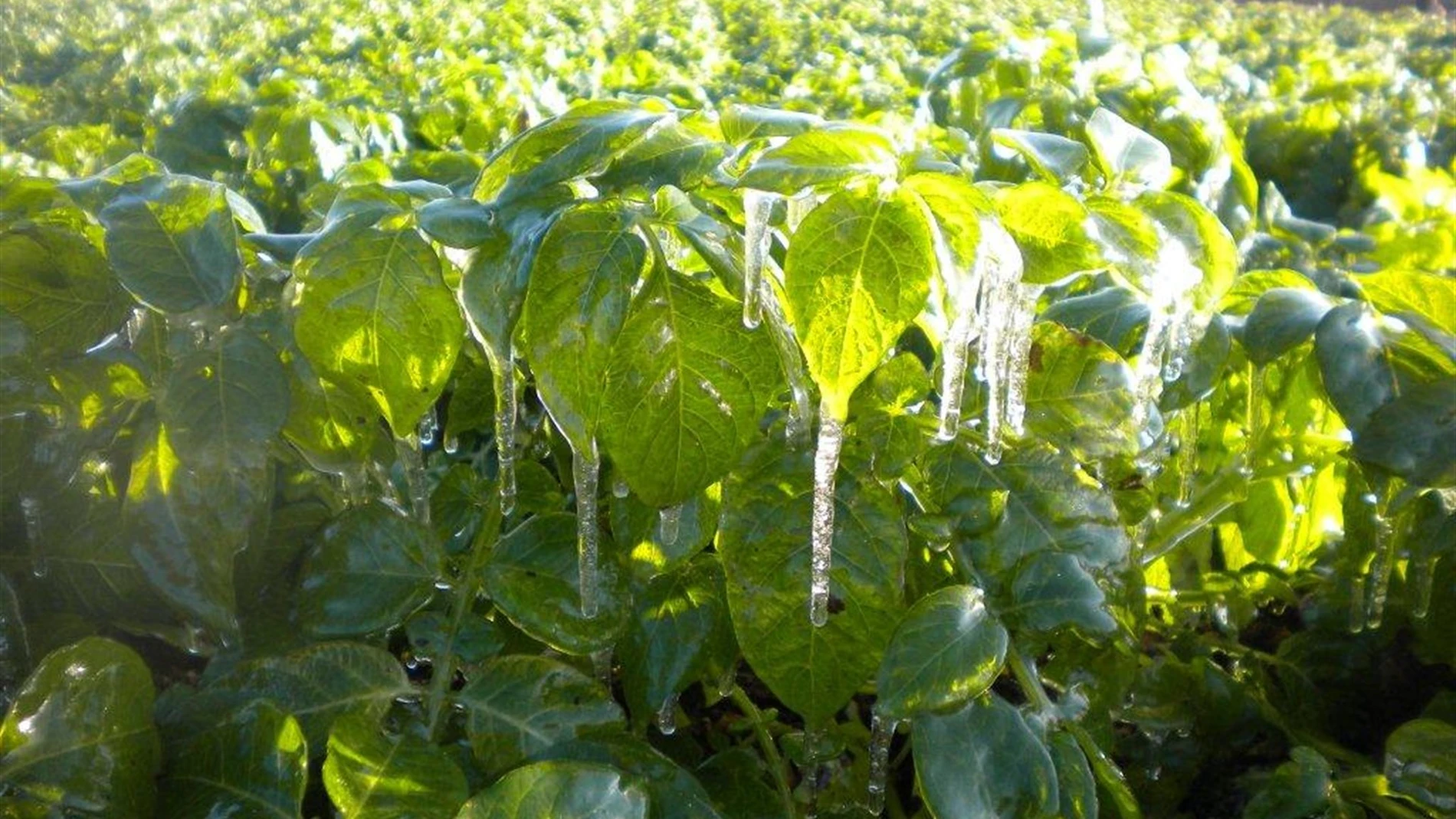 Las heladas dañan los cultivos
