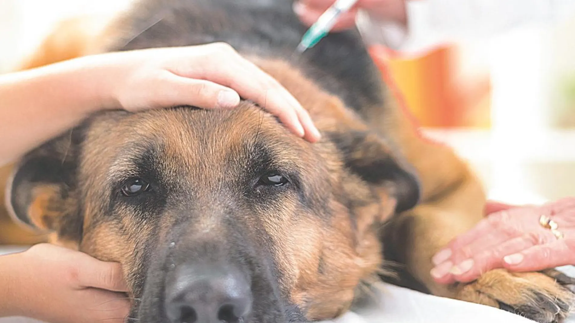 Los veterinarios alertan también sobre la llegada de las franquicias que pone en peligro el sector