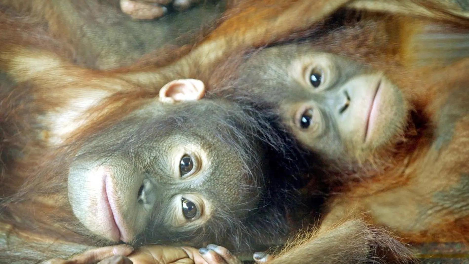 Dos bebés orangután en Borneo