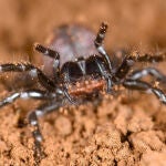 Un ejemplar de araña de tela de embudo de la especie Hadronyche venenata. / Marshal Hedin