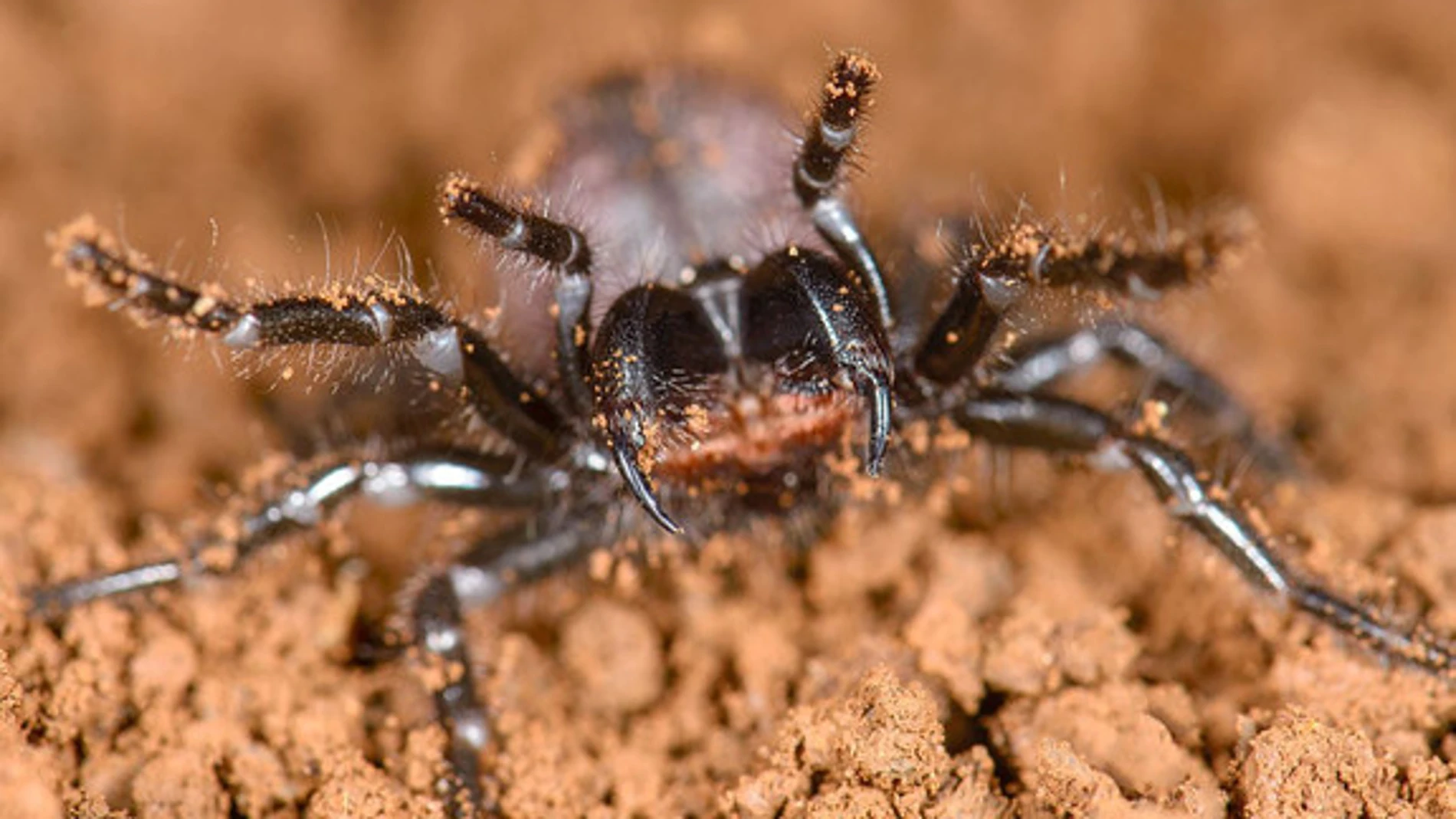 Un ejemplar de araña de tela de embudo de la especie Hadronyche venenata. / Marshal Hedin