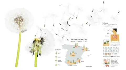 Relación con la contaminación. Las partículas de diésel se adhieren al grano de polen y lo transportan