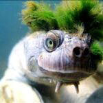 La tortuga del río Mary puede permanecer tres días bajo el agua