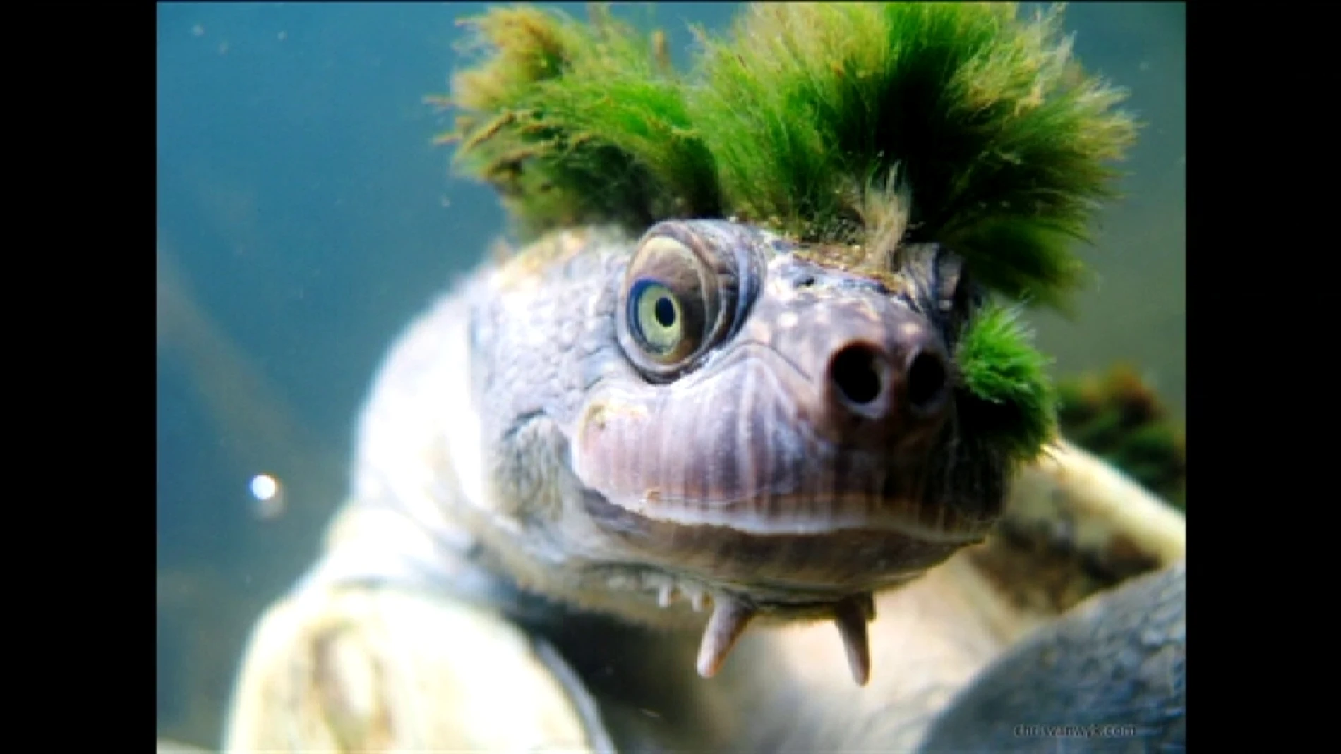 La tortuga del río Mary puede permanecer tres días bajo el agua