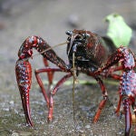 El cangrejo de río americano (Procambarus clarkii), nativo del sur de los EE UU y del noreste de México, está entre las diez especies invasoras que causan más daños ecológicos y económicos a escala mundial / MikeMurphy