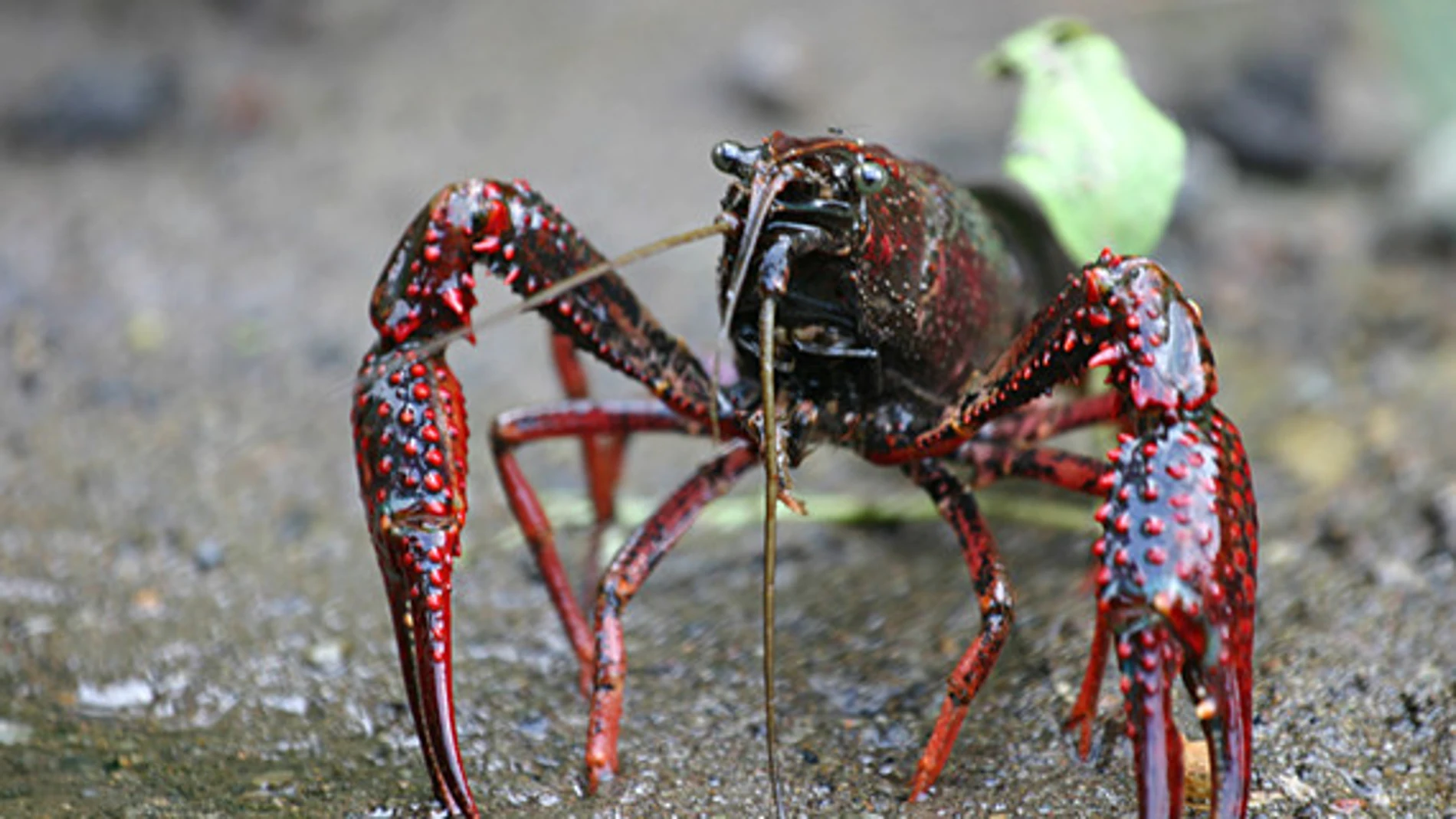 El cangrejo de río americano (Procambarus clarkii), nativo del sur de los EE UU y del noreste de México, está entre las diez especies invasoras que causan más daños ecológicos y económicos a escala mundial / MikeMurphy