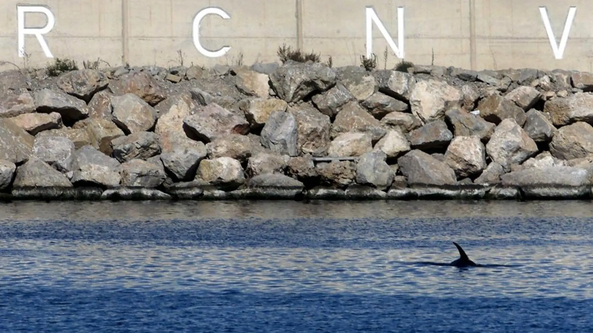 La aleta de un delfín mular, avistado en el puerto de Valencia / Efe