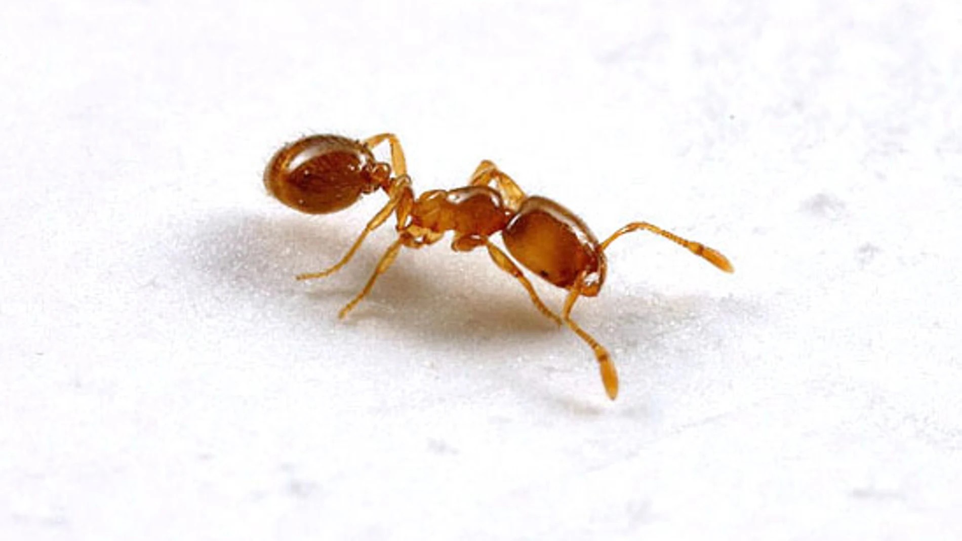 En la imagen, un ejemplar de hormiga ladrona (’Solenopsis molesta’) | Fotografía de archivo