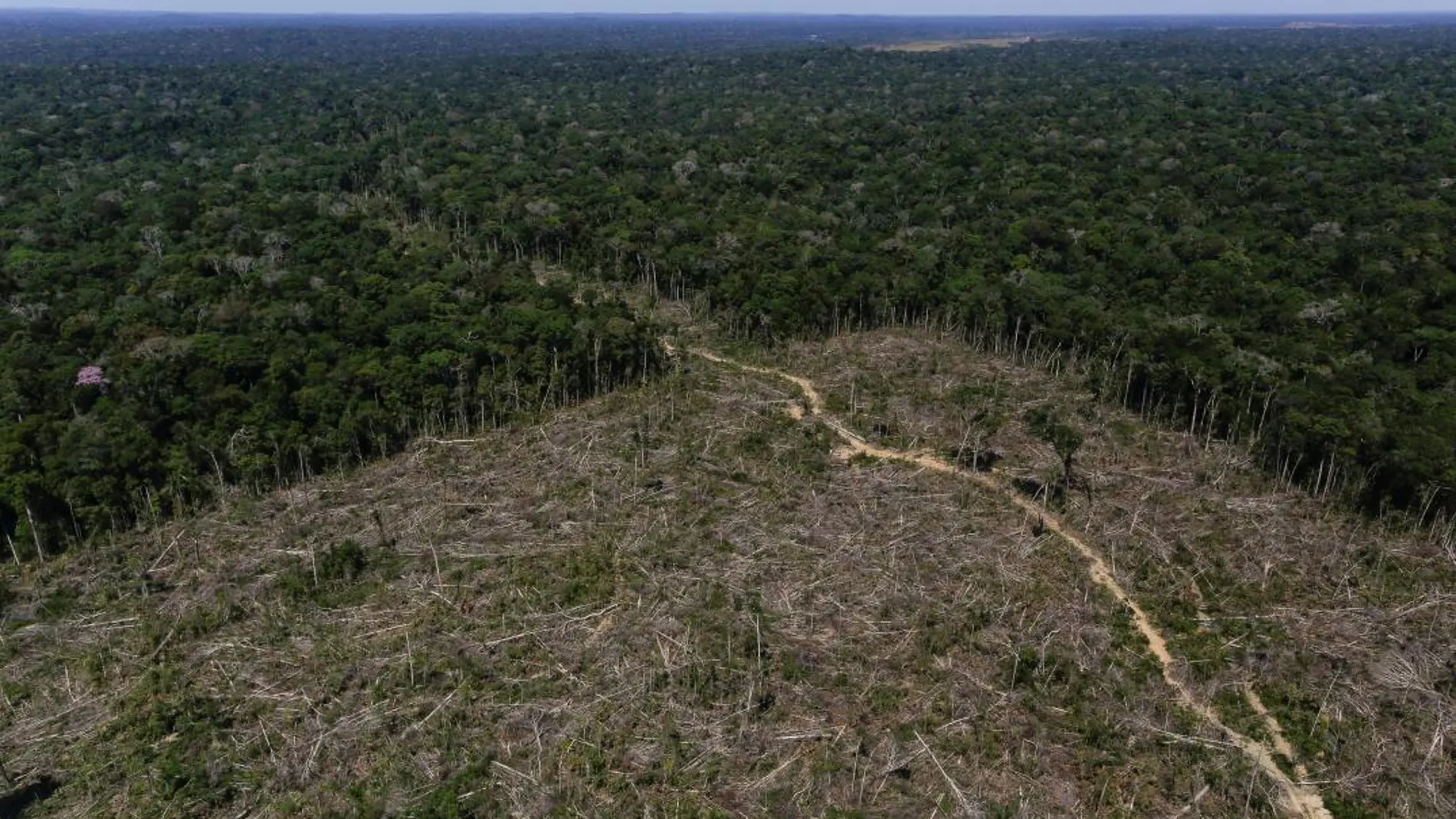El imparable avance de la tala de árboles en la selva amazónica, en una imagen tomada el pasado mes de julio