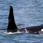 Varios ejemplares de orca