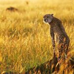 Un ejemplar de guepardo, fotografiado en la planicie de Masai Mara
