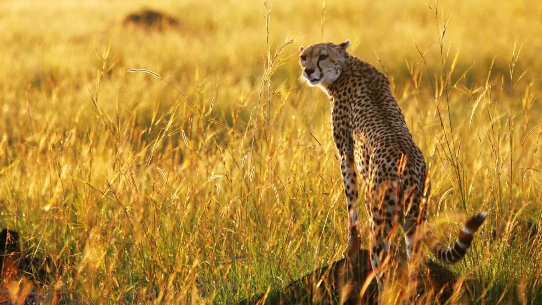 Un ejemplar de guepardo, fotografiado en la planicie de Masai Mara