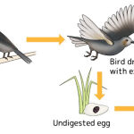 Ilustración del mecanismo usado para la expansión del hábitat de los insectos palo. Una vez comido por los pájaros, sus huevos son excretados tras haber sobrevivido a la digestión del depredador y eclosionan en lugares lejanos. Kobe University.