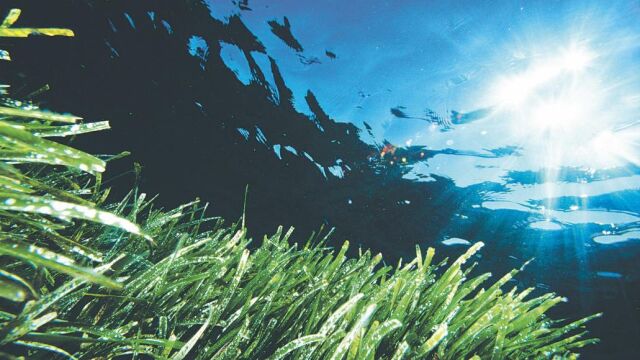 La posidonia filtra los sedimentos y mantiene la oxigenación del mar. De ella se alimentan mil especies marinas y sirve de forraje para ganado. Sus bermas evitan también la erosión en las playas