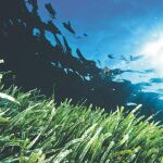 La posidonia filtra los sedimentos y mantiene la oxigenación del mar. De ella se alimentan mil especies marinas y sirve de forraje para ganado. Sus bermas evitan también la erosión en las playas