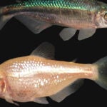 Dos ejemplares de Astyanax mexicanus con formas muy distintas: uno vive en la superficie y el otro en las profundidades. / NIH