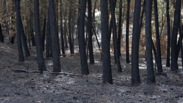 Pérdidas tras los incendios de los últimos días en Galicia. EFE / Salvador Sas