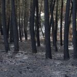 Pérdidas tras los incendios de los últimos días en Galicia. EFE / Salvador Sas